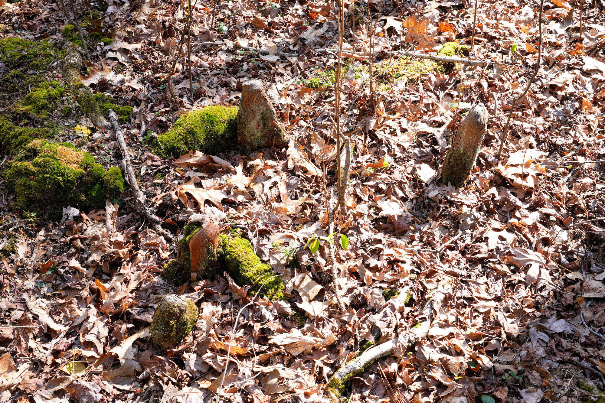 Cypress-Knees_DSC1392.jpg