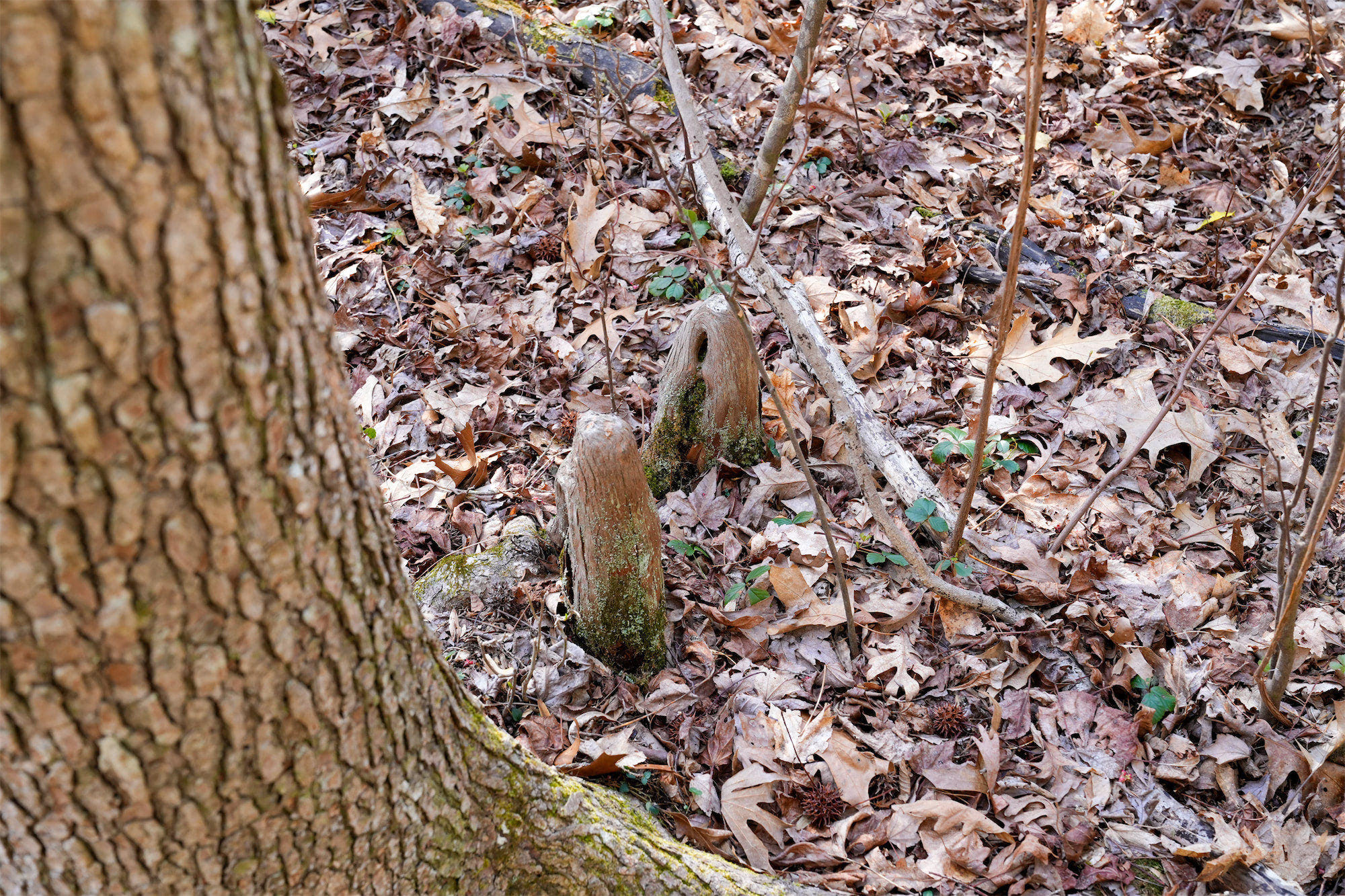 Cypress-Knees_DSC1398.jpg