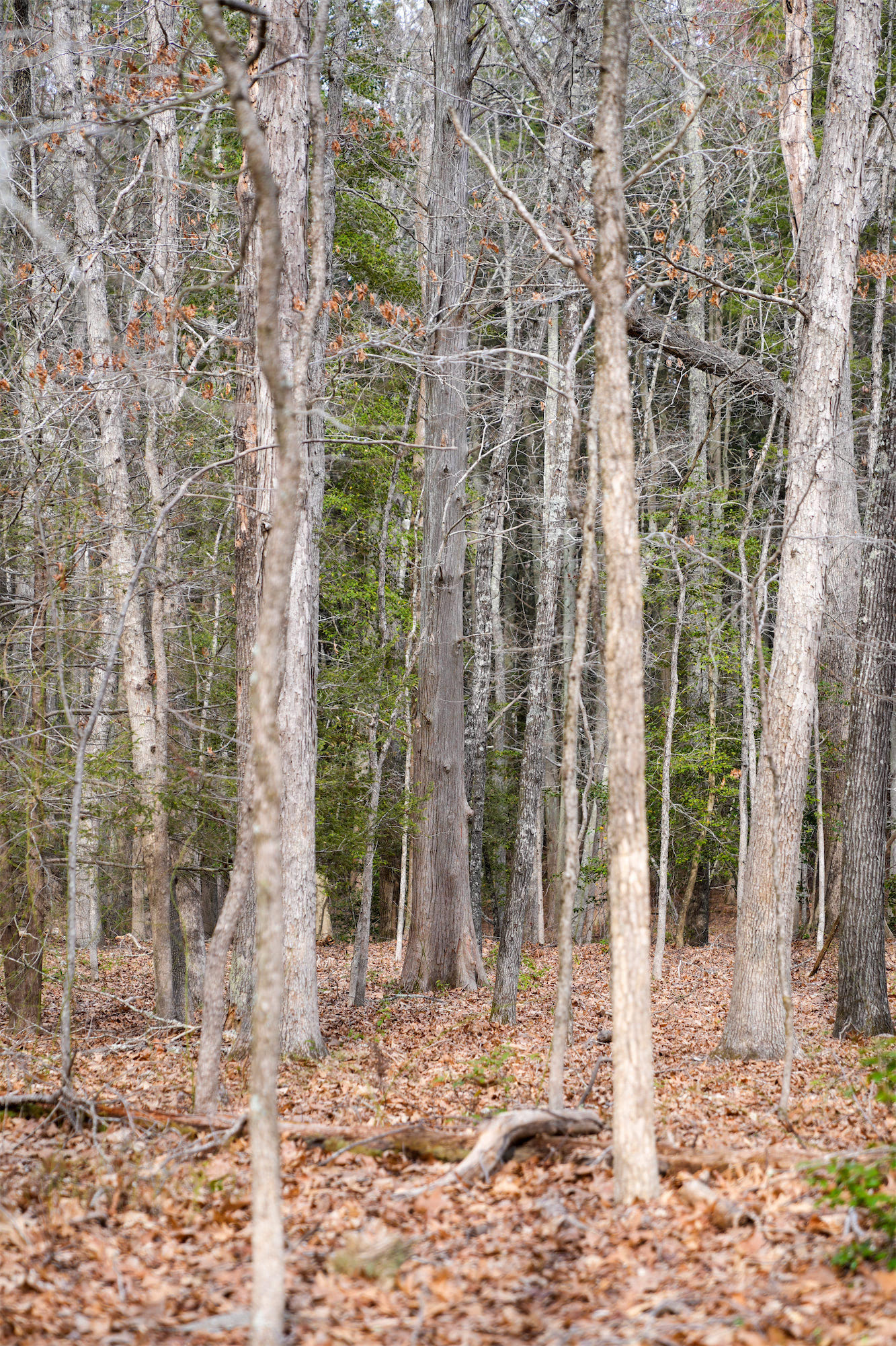 Cypress_DSC1105.jpg