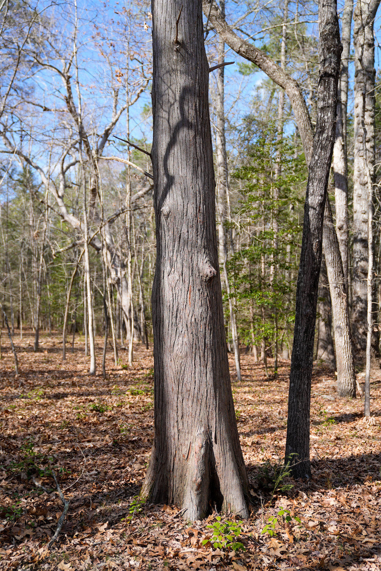 Cypress_DSC1344.jpg
