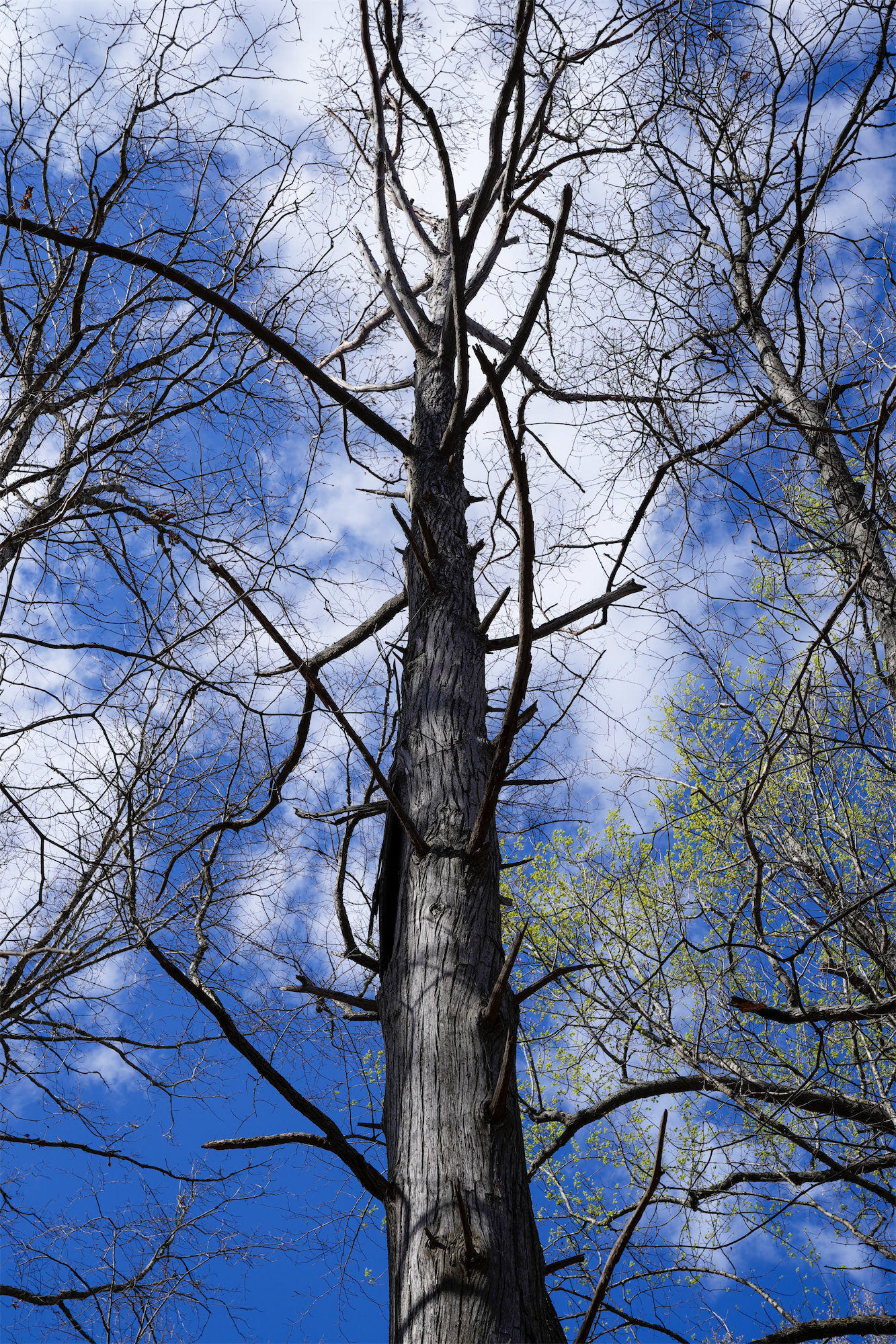 Cypress_DSC1347.jpg