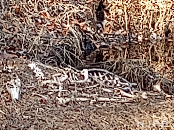 Deer skeleton along Nescochauge.jpg