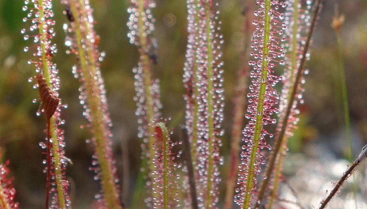 Drosera.JPG