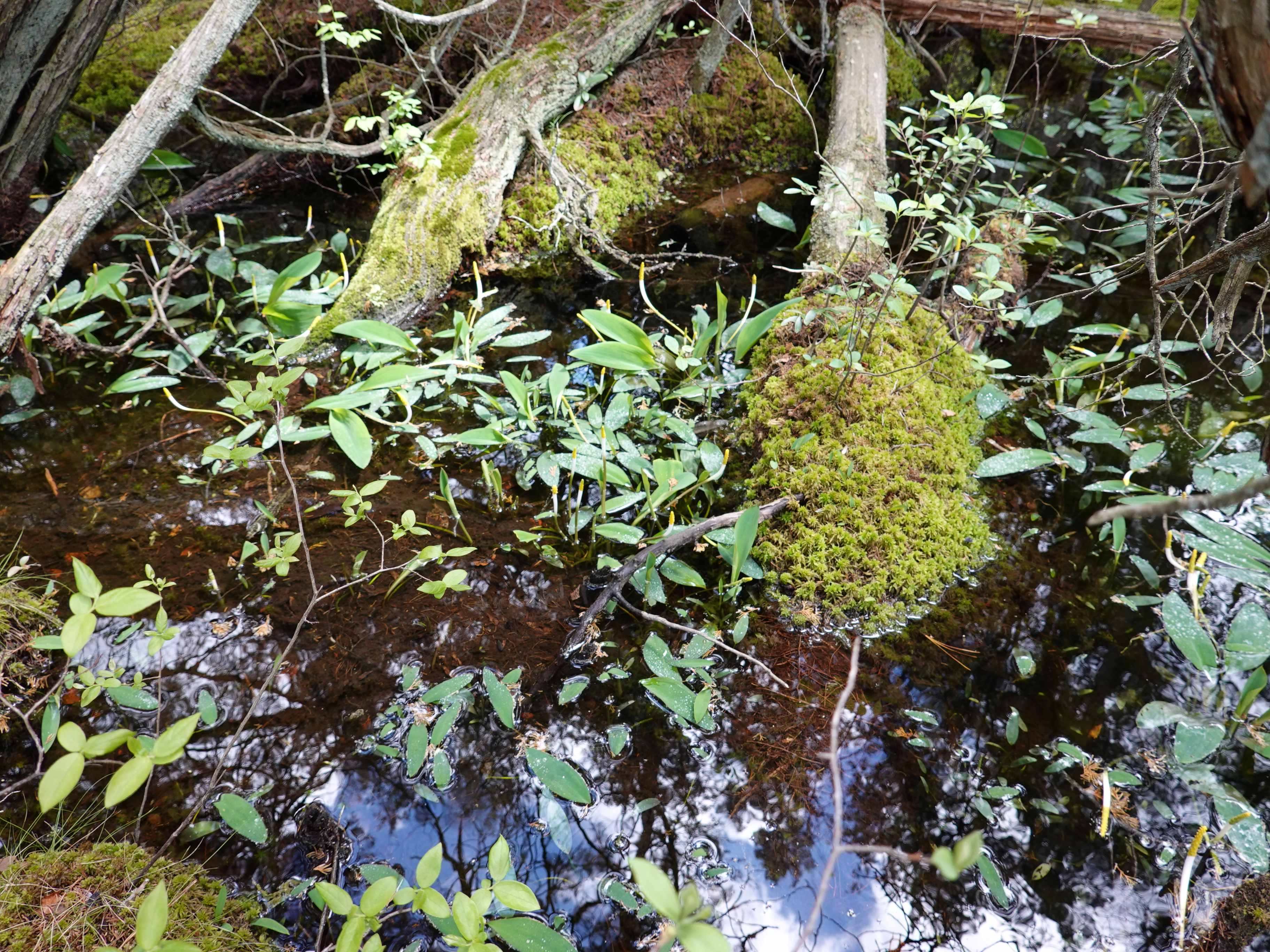 DSC01989a.JPG