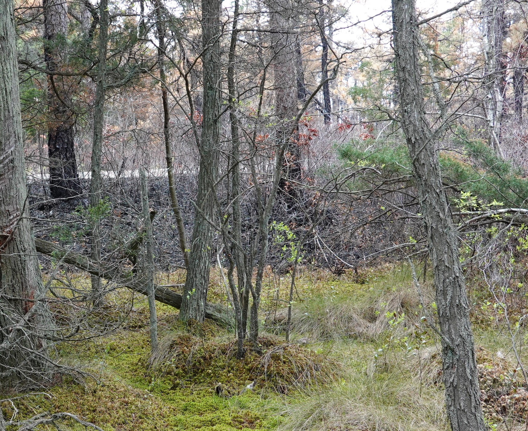 DSC01990A.JPG