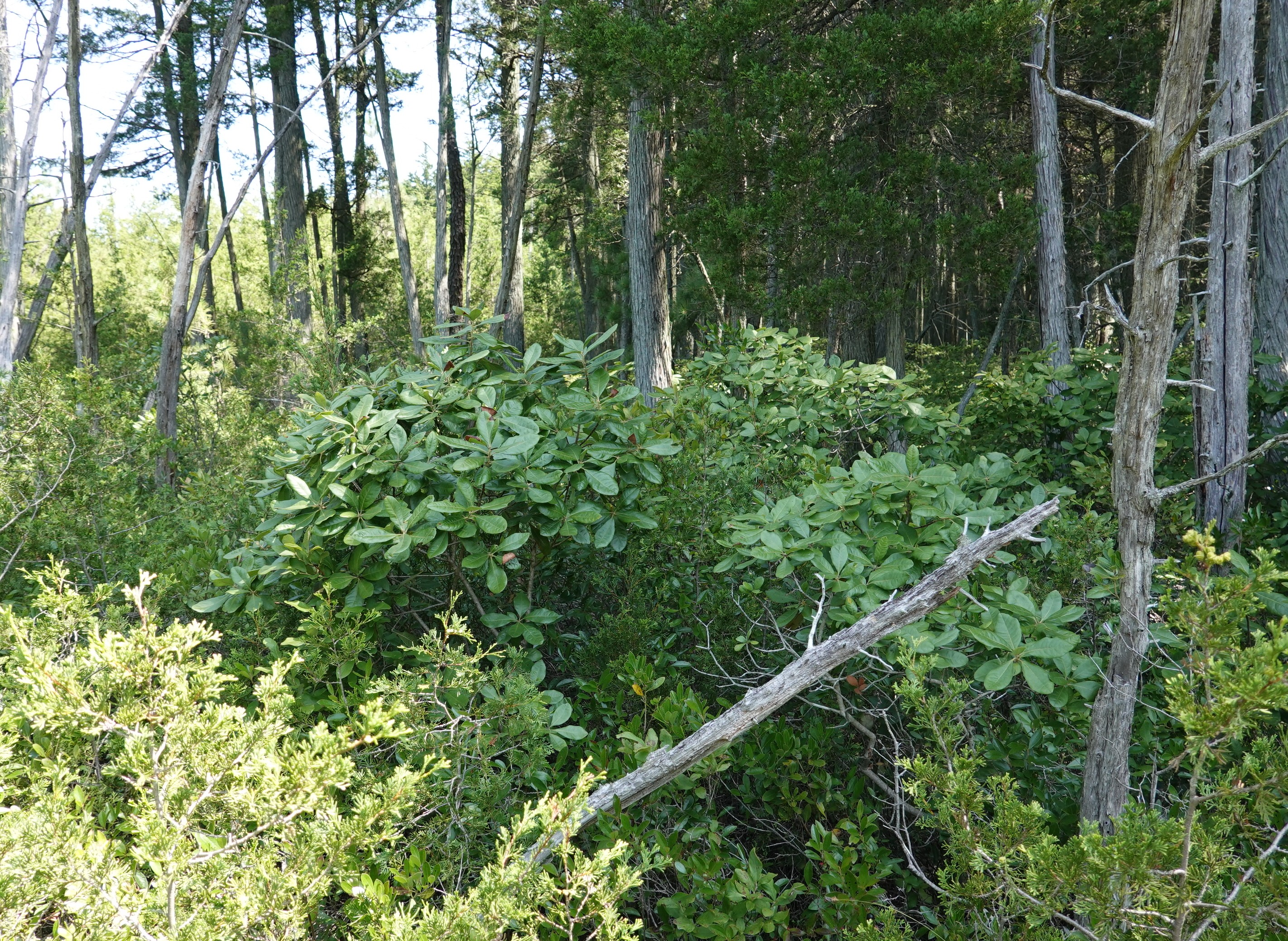 DSC02195aa.JPG