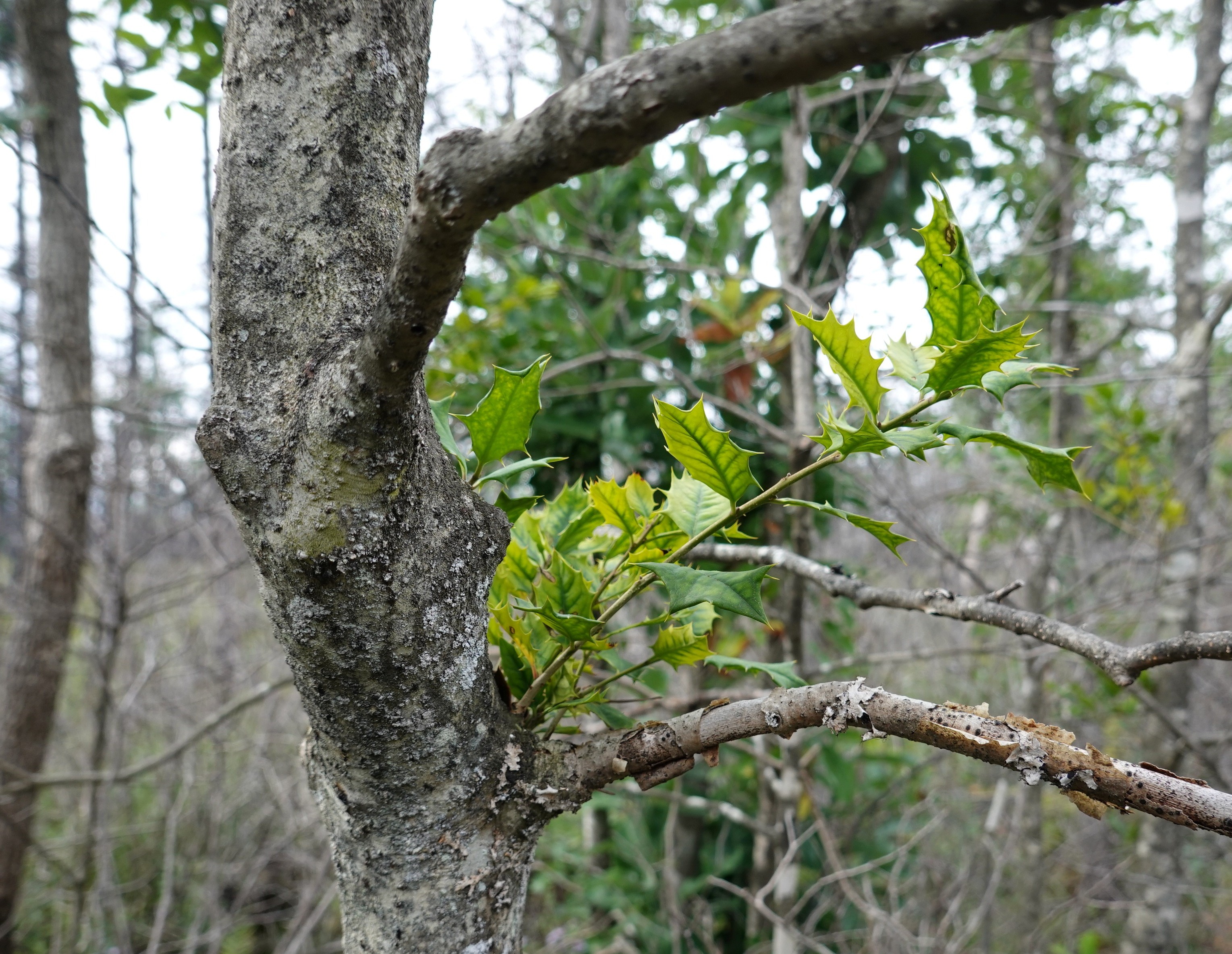 DSC02429.JPG
