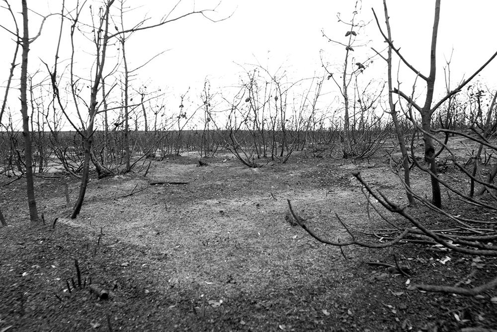 DSC_0097.JPG