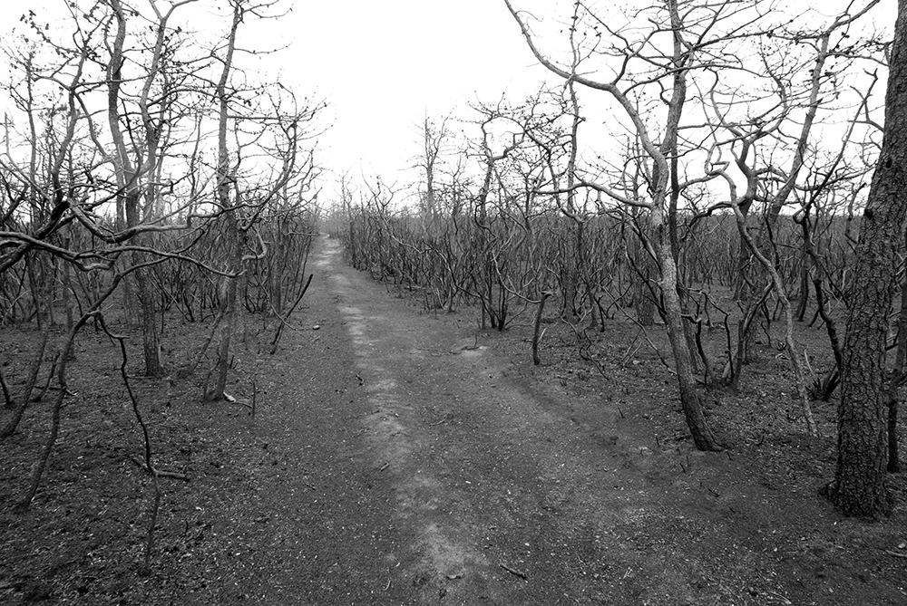 DSC_0129.JPG