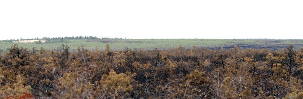 DSC_0275a.JPG