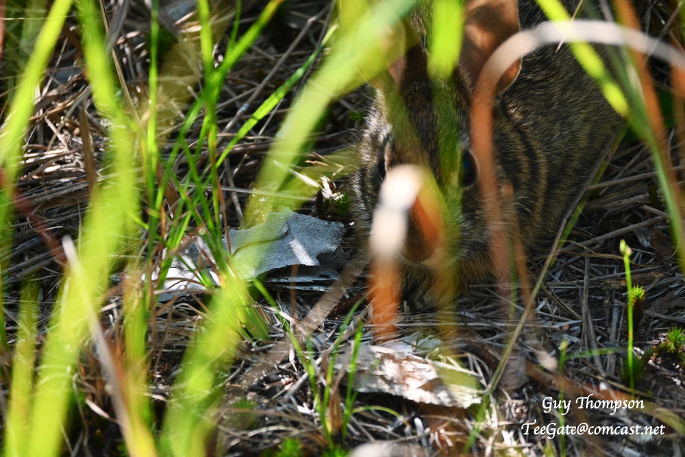 DSC_6731a.jpg