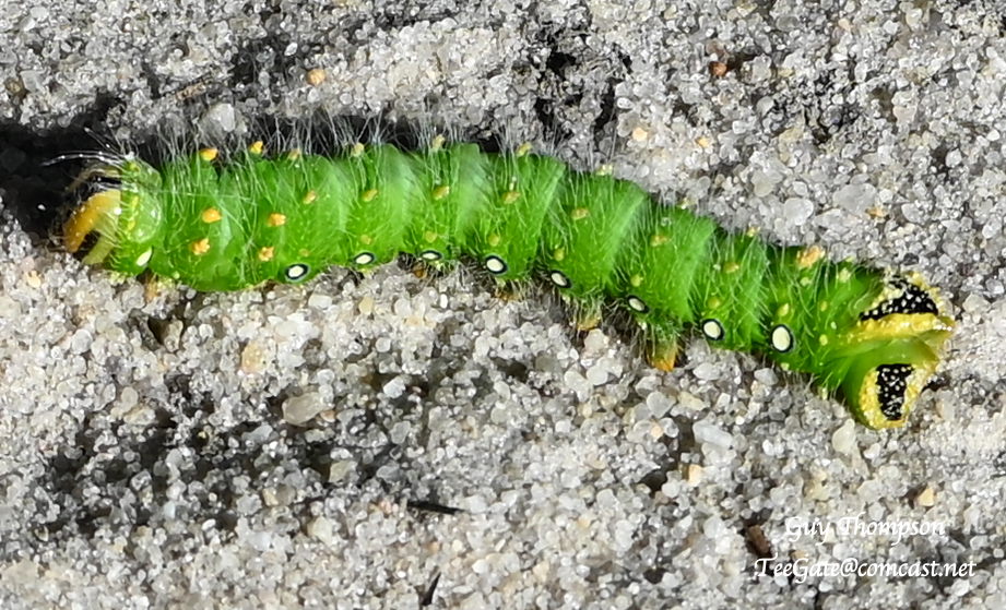 DSC_6786a.jpg