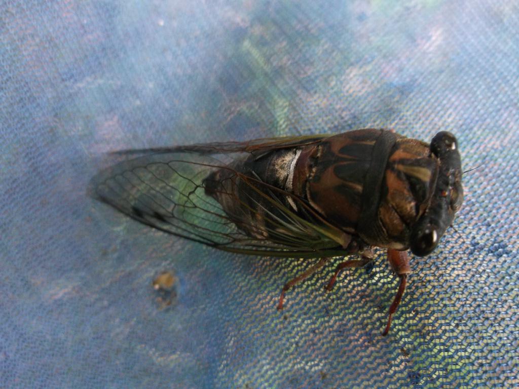DSCF0247s.JPG