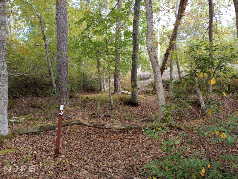 Early section of white trail_smaller.png