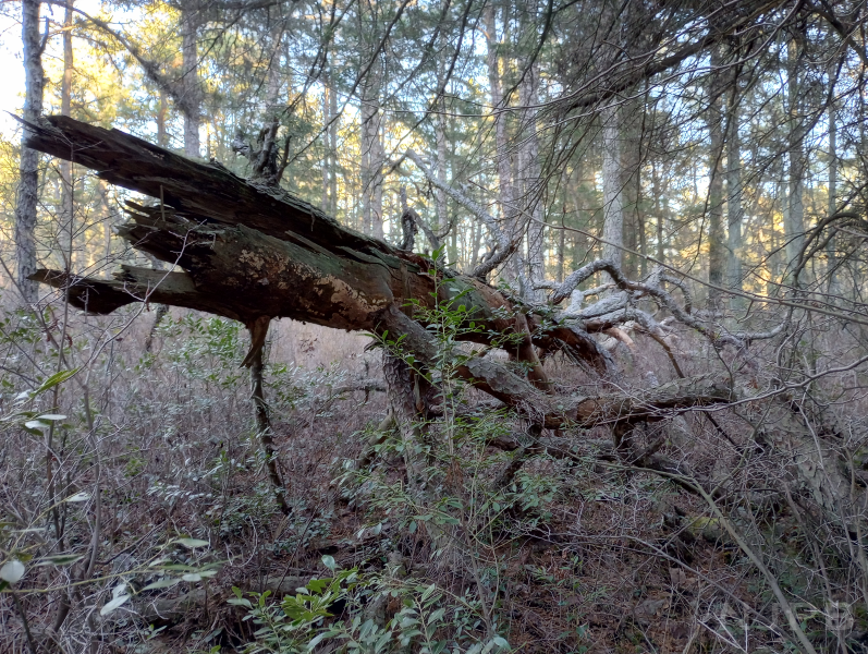 Fallen tree.png