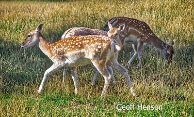 Fallow Deer.jpg