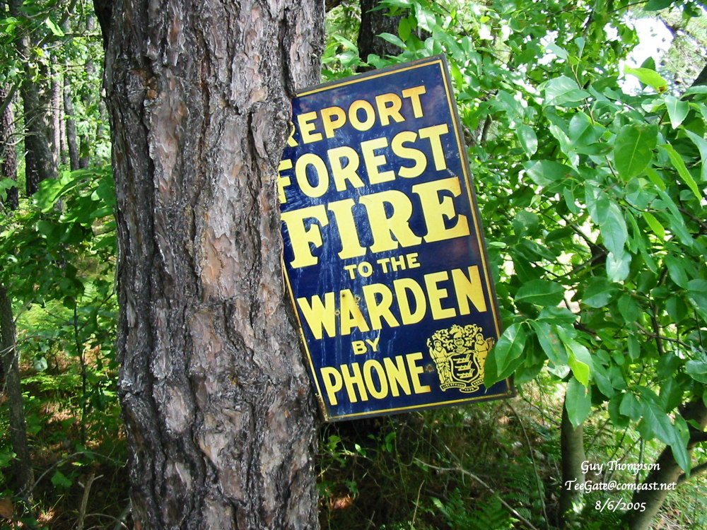 Forest Fire sign in tree_.jpg
