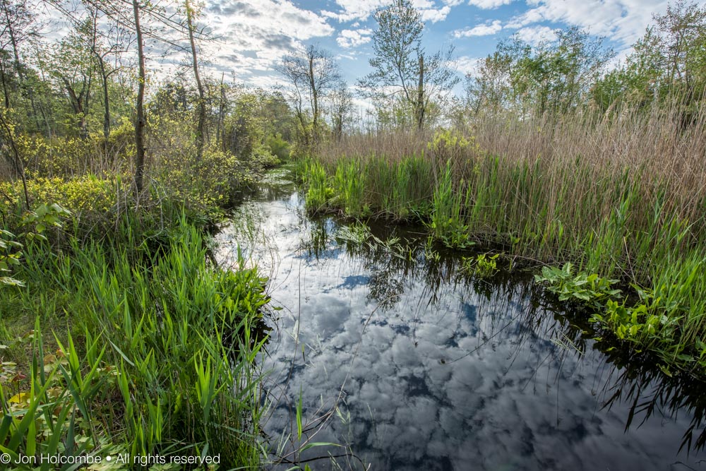 great_swamp_branch1.jpg