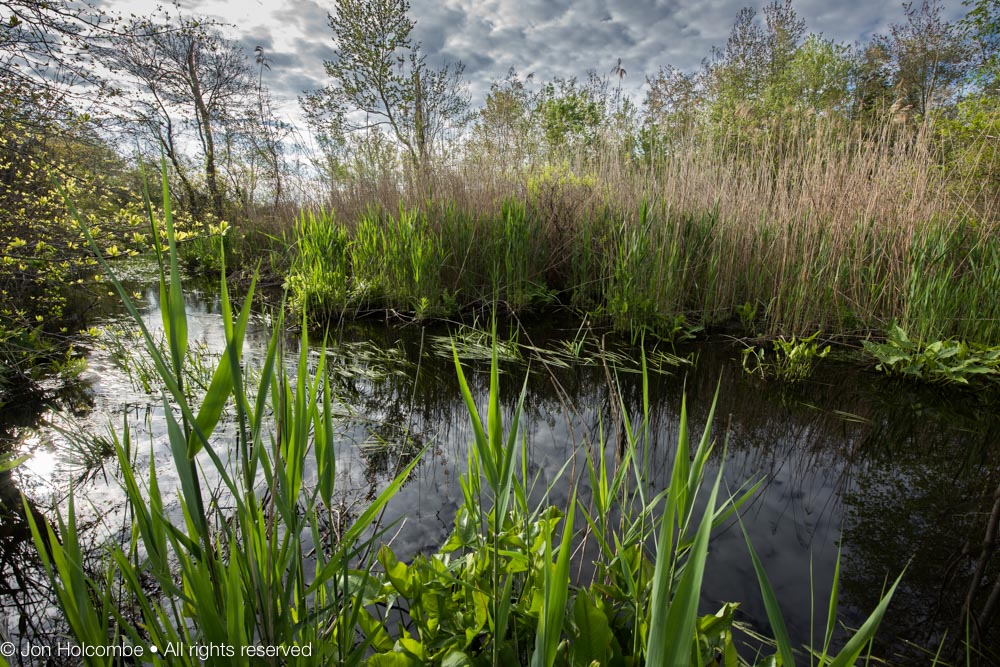 great_swamp_branch2.jpg