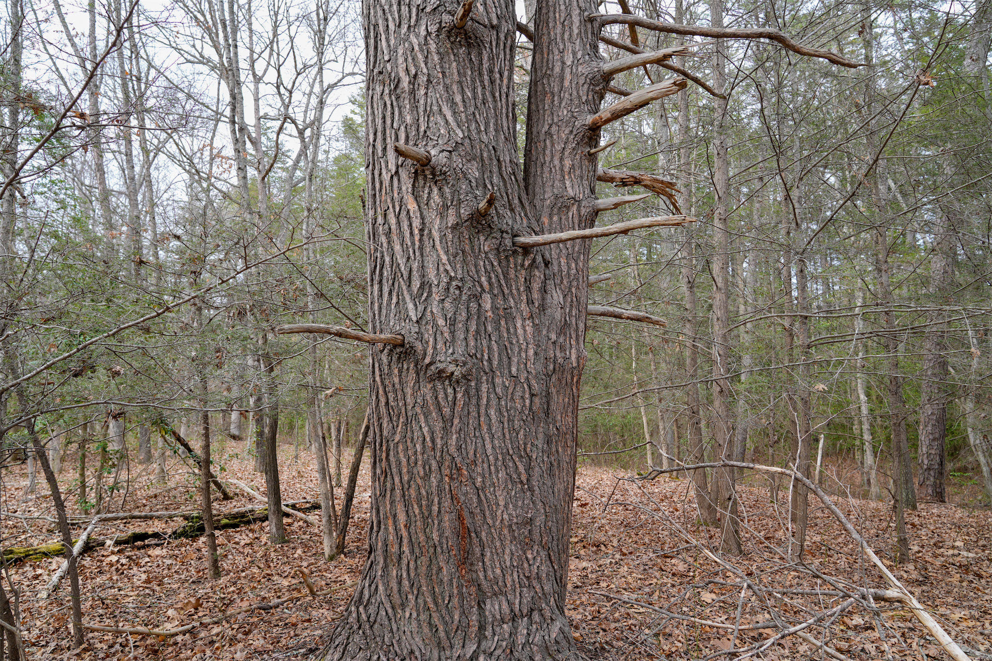 Hemlock_DSC1130.jpg