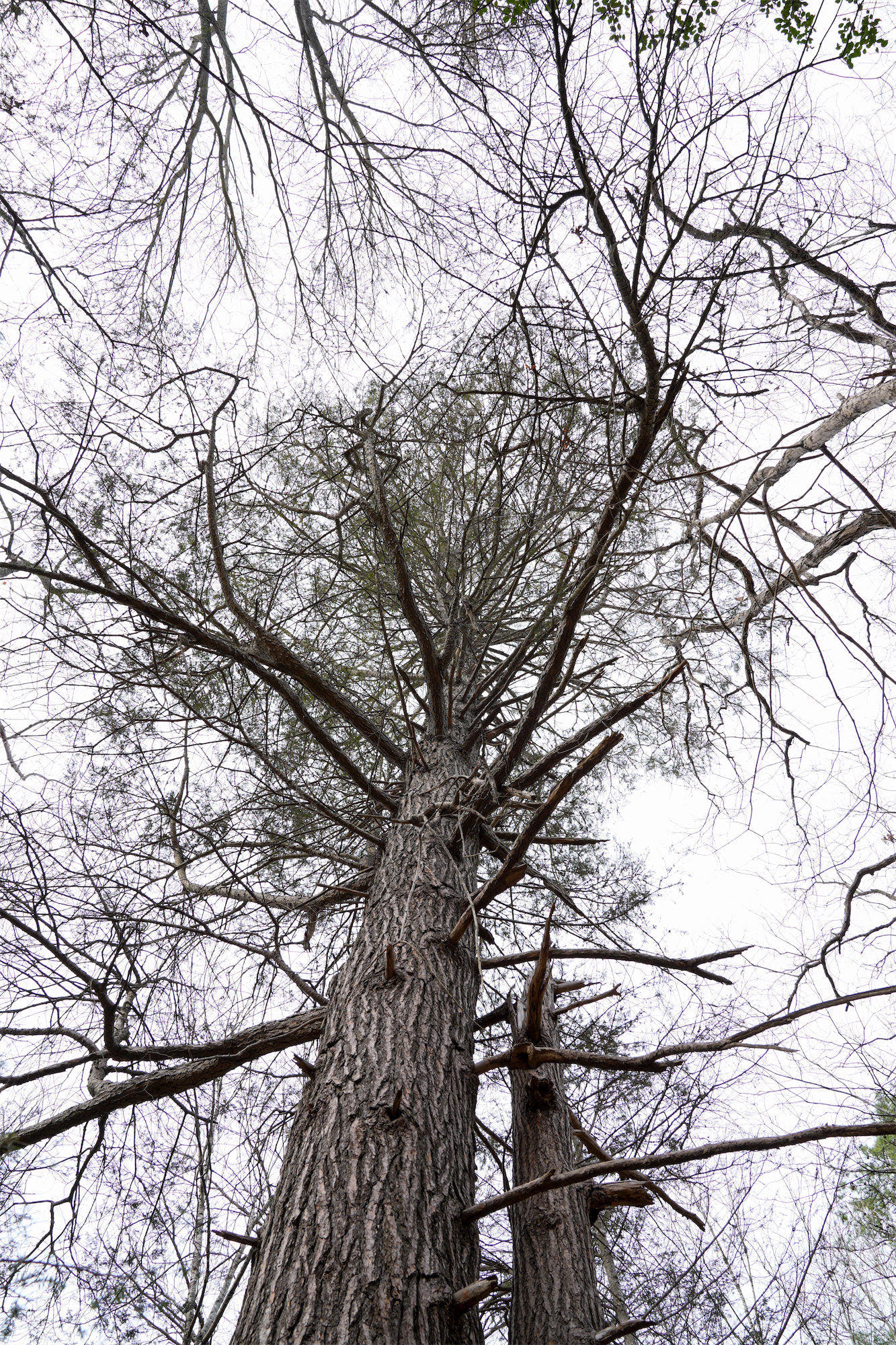 Hemlock_DSC1134.jpg