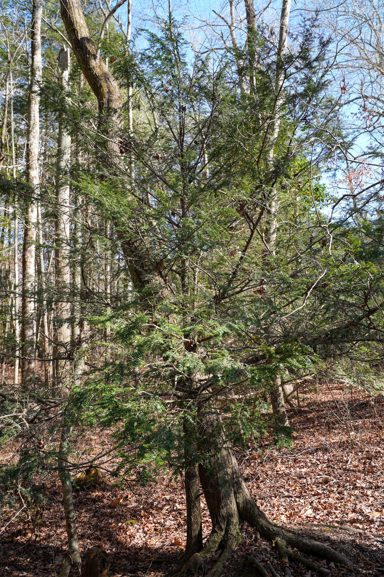 Hemlock_DSC1362.jpg