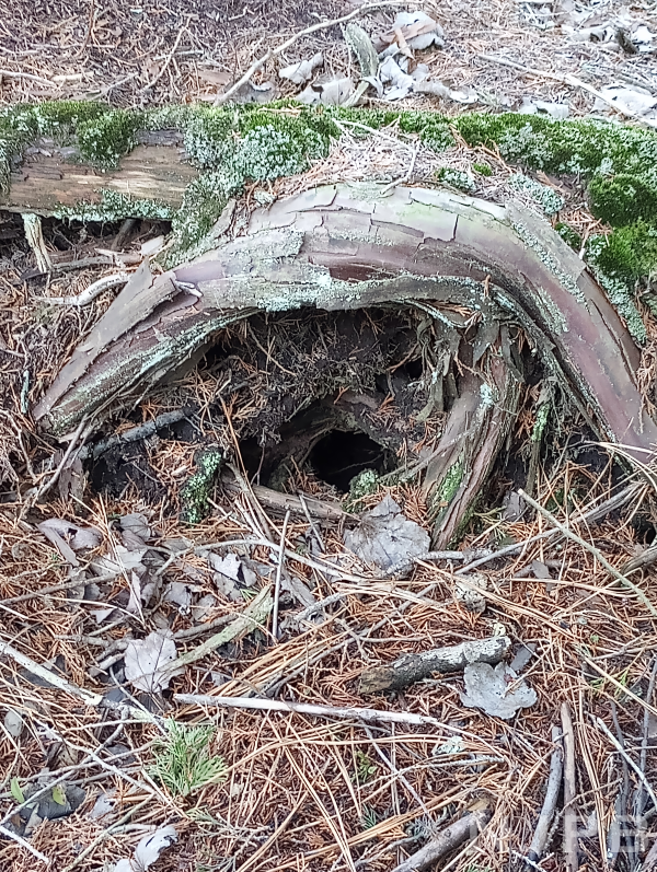 Hole under tree root arch.png