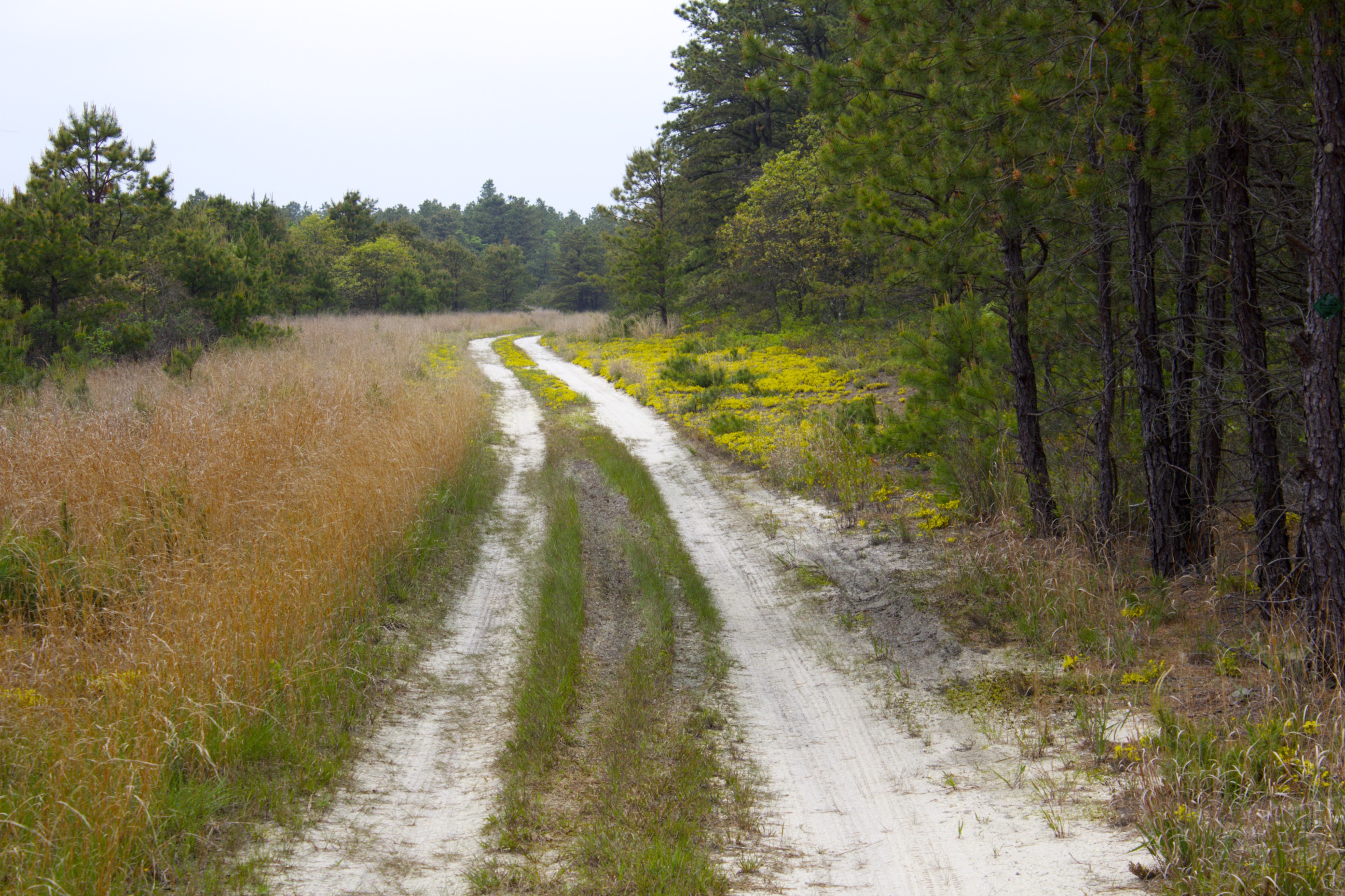 Hudsonia ericoides (Pine-barrens Heather).jpg