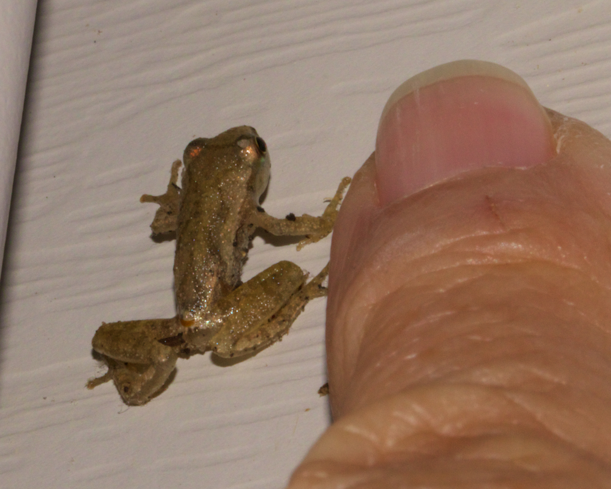 Hyla crucifer No Spring Peeper.jpg