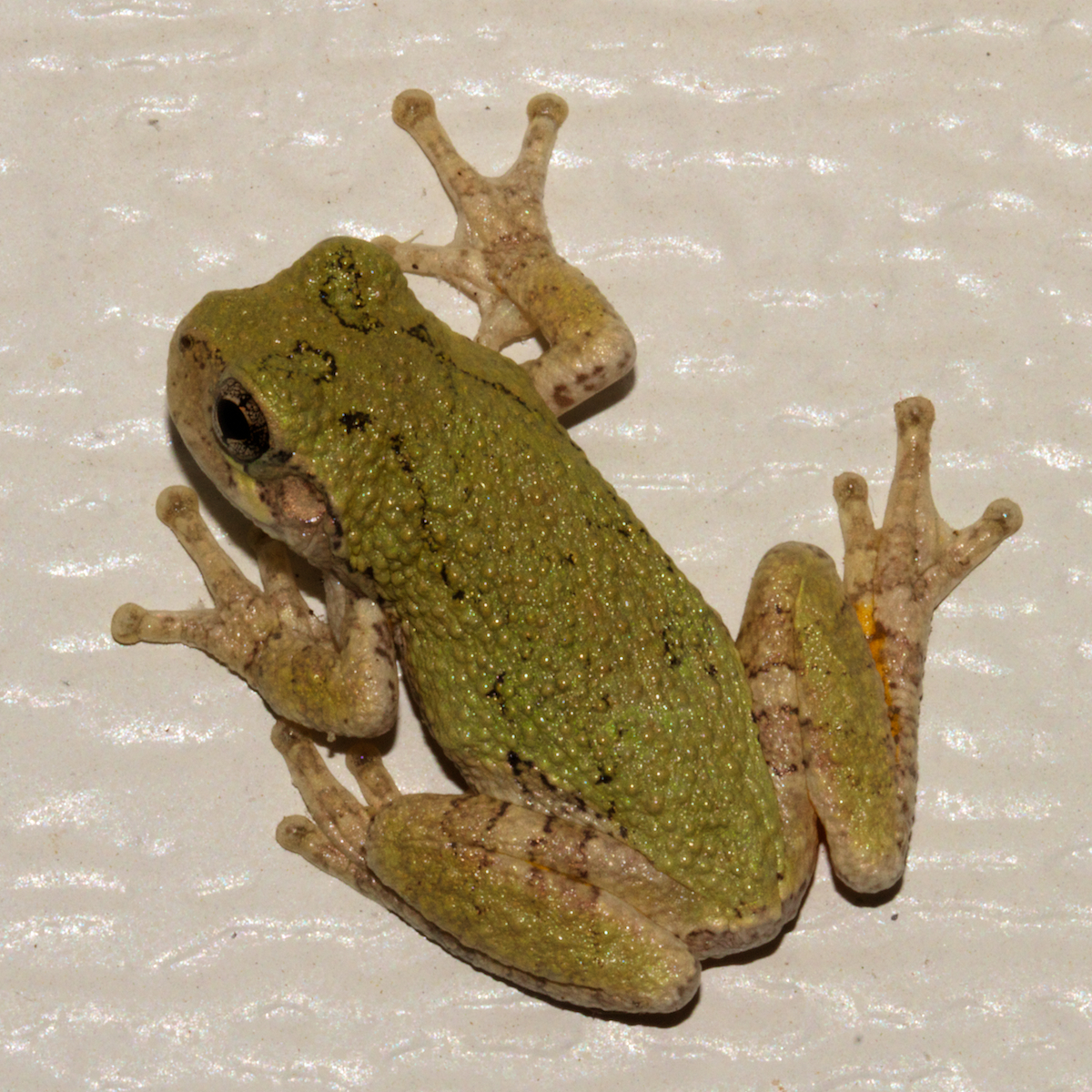 Hyla gratiosa Barking Tree Frog.jpg