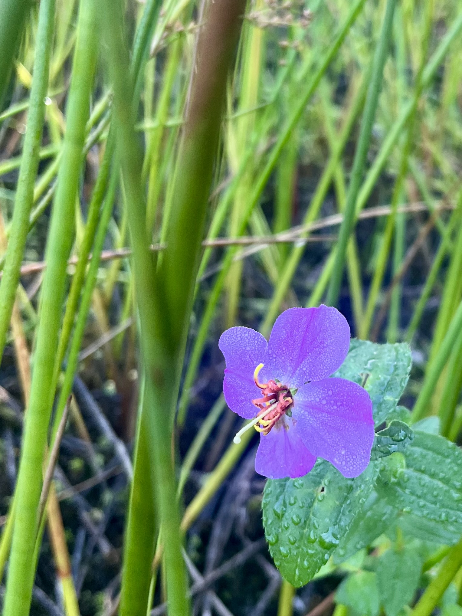 IMG_4309.jpeg