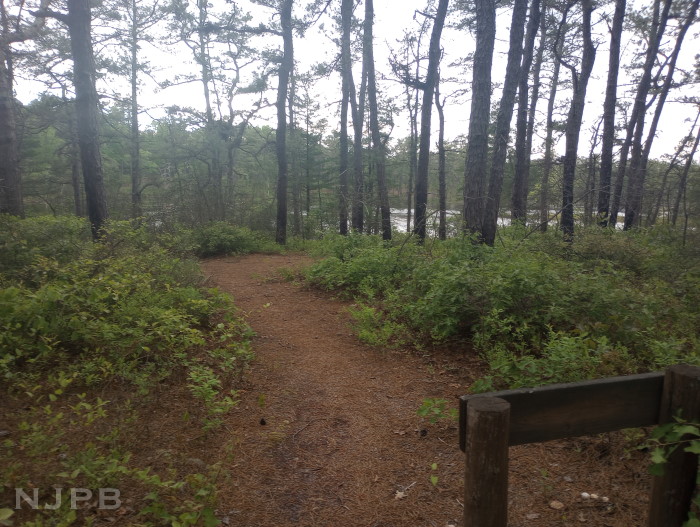 Ives Pond in sight.jpg
