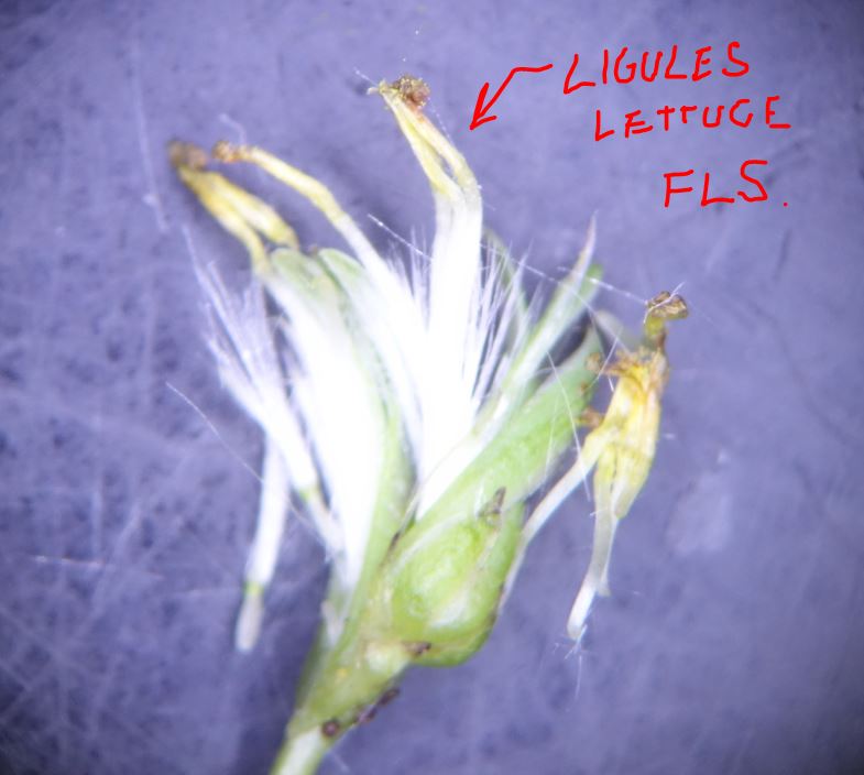 L ligules.JPG