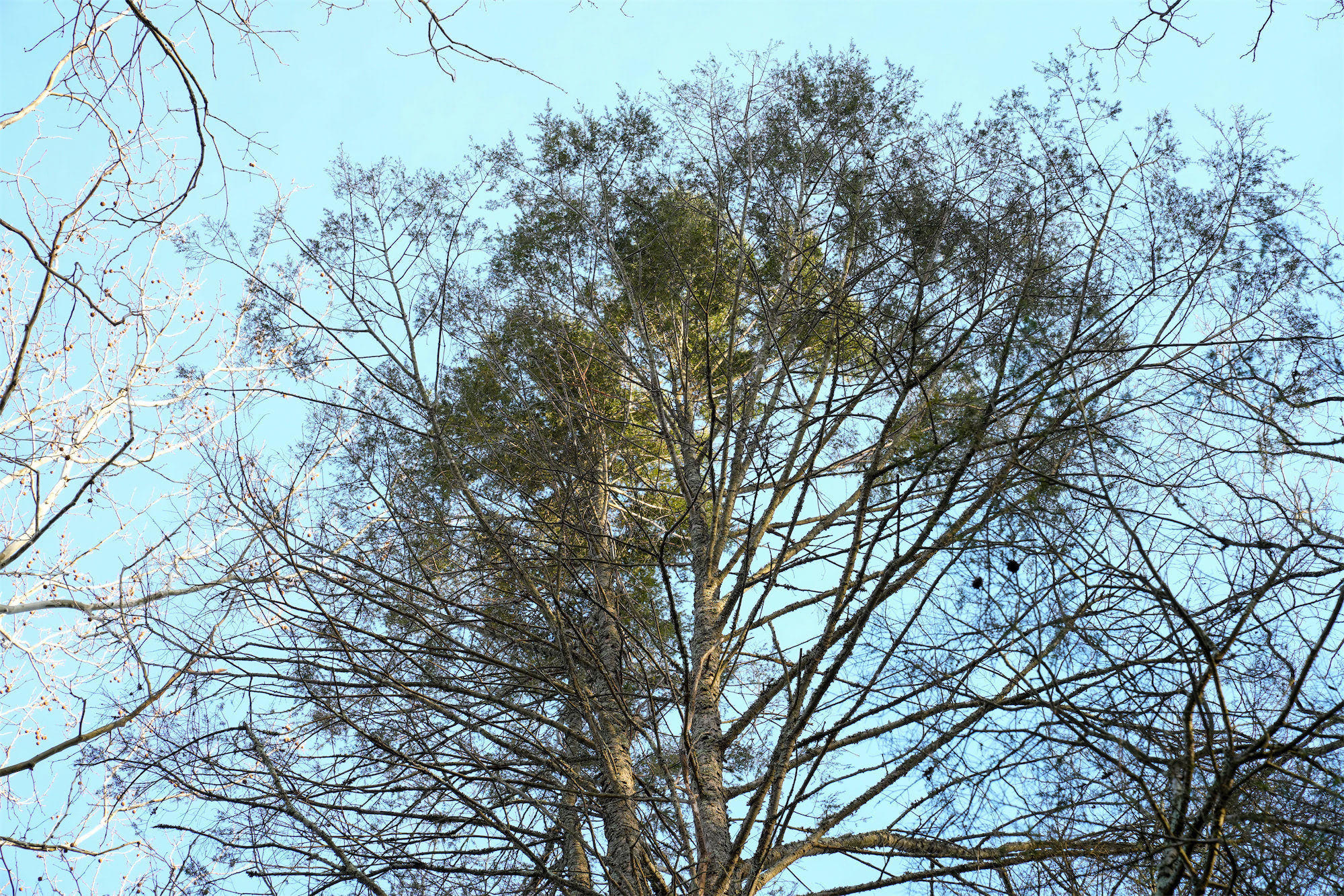 Larch_DSC1033.jpg