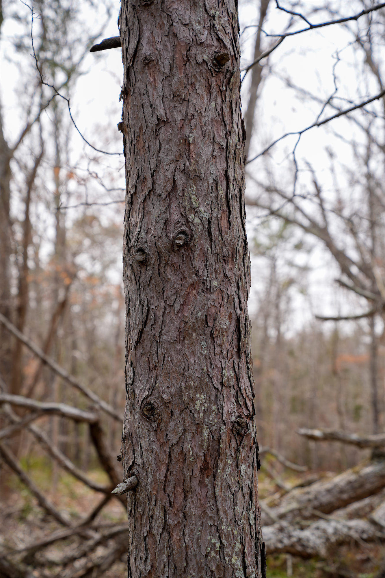 Larch_DSC1085.jpg