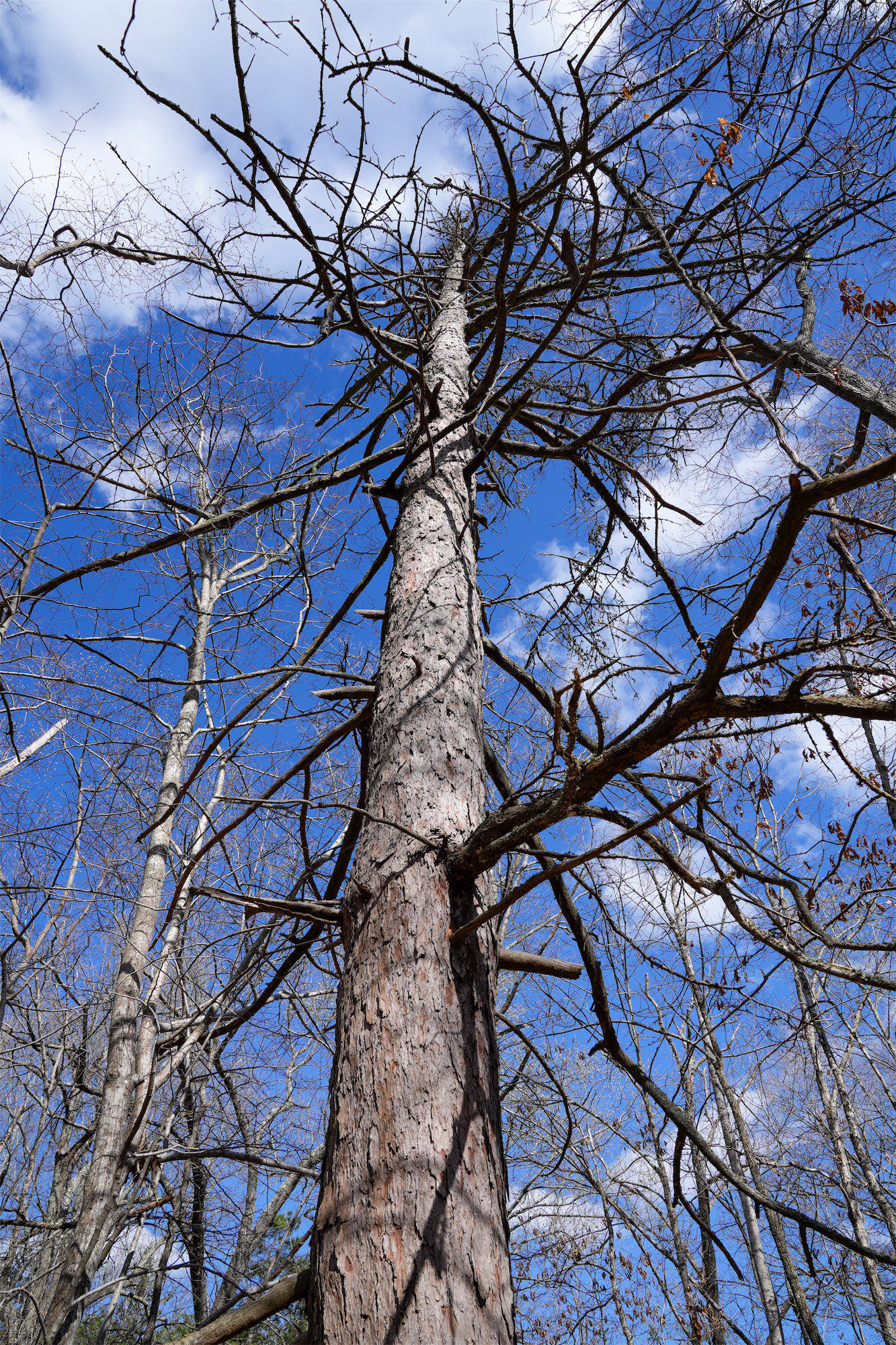 Larch_DSC1337.jpg