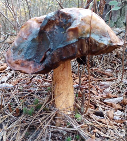 Large brown mushroom_side view smaller.png