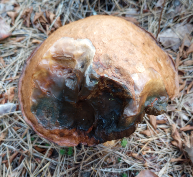 Large brown mushroom_top view smaller.png