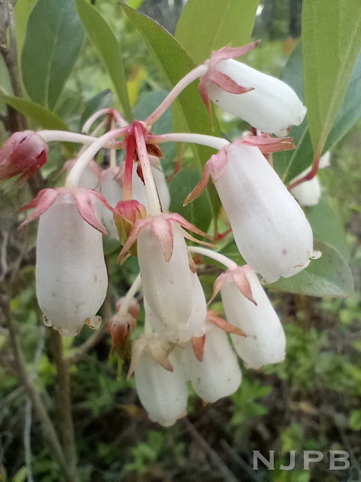 Leatherleaf.jpg
