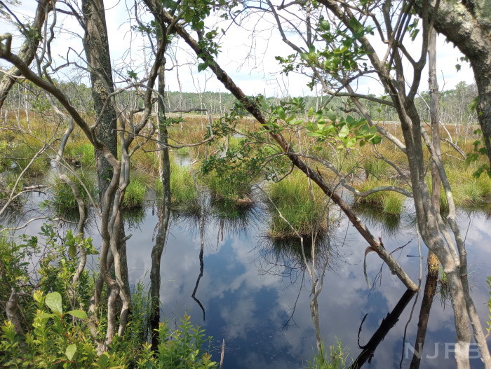 Lower Schafer Bog.jpg