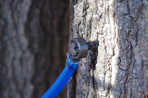 maple plug.jpg