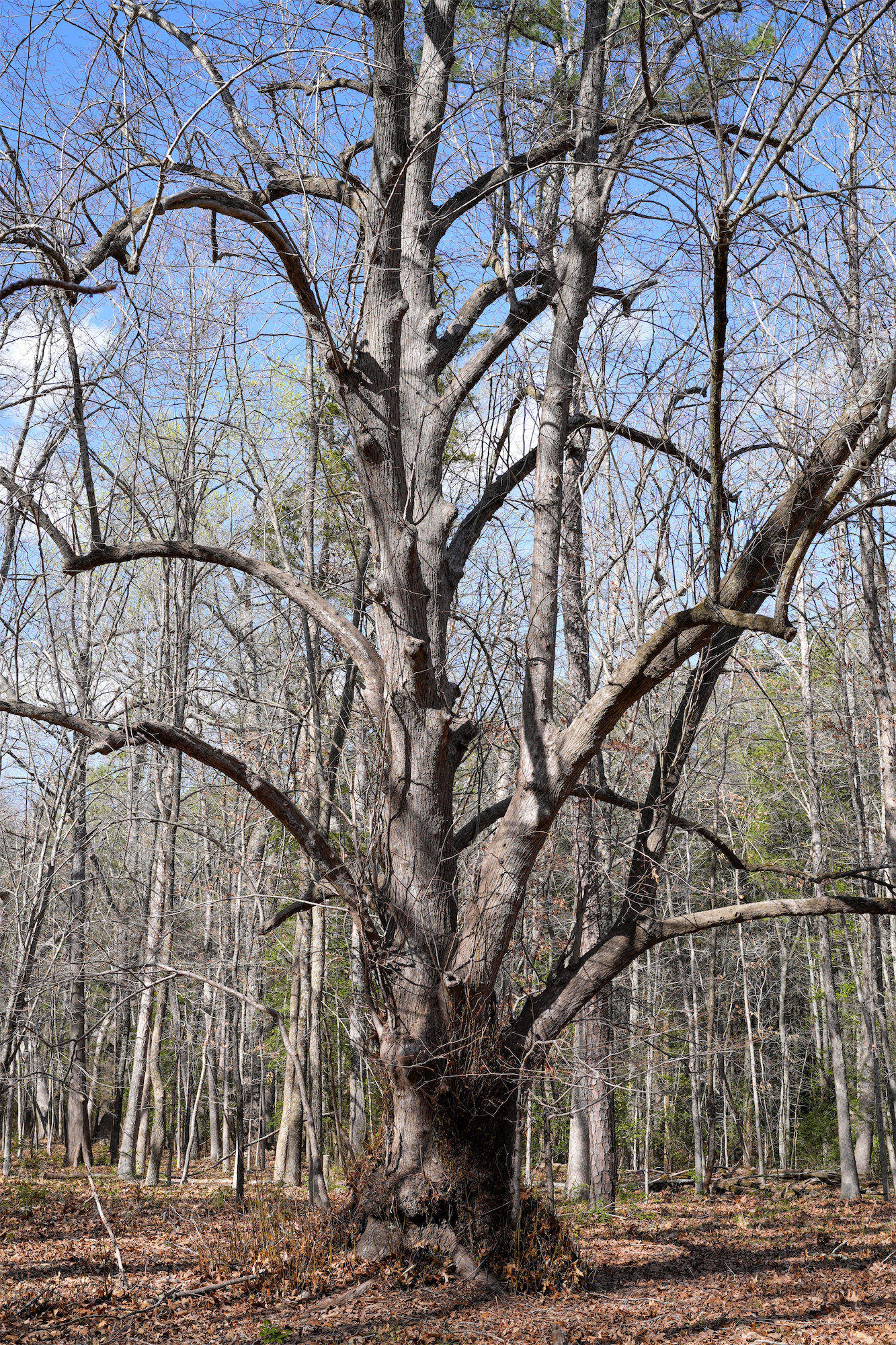 Maple_DSC1339.jpg