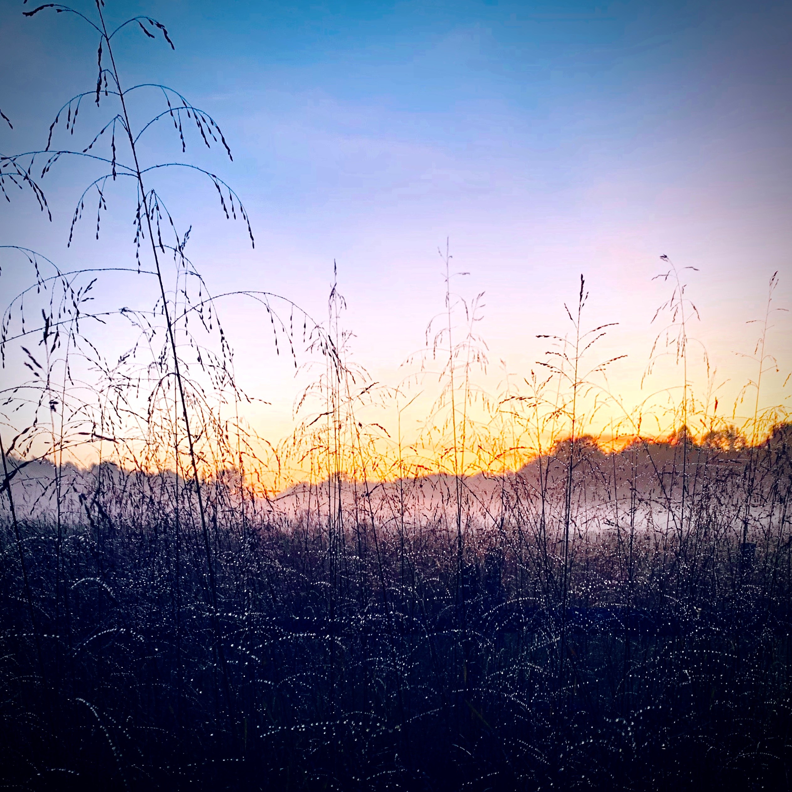 Misty Morning Field.jpg