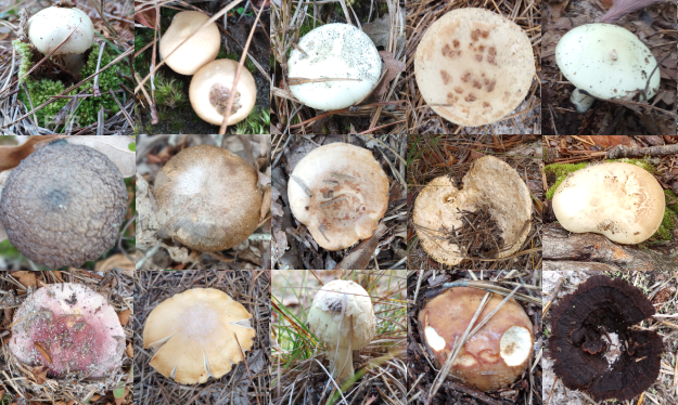 Mushroom assortment.png