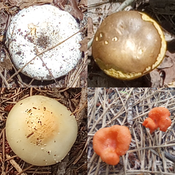 Mushroom menu.jpg