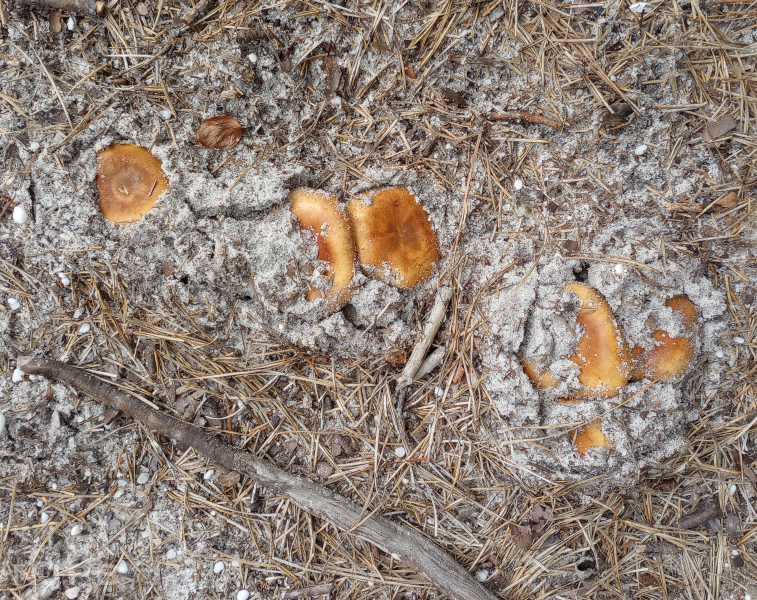 Mushrooms blanketed in ground_smaller.png