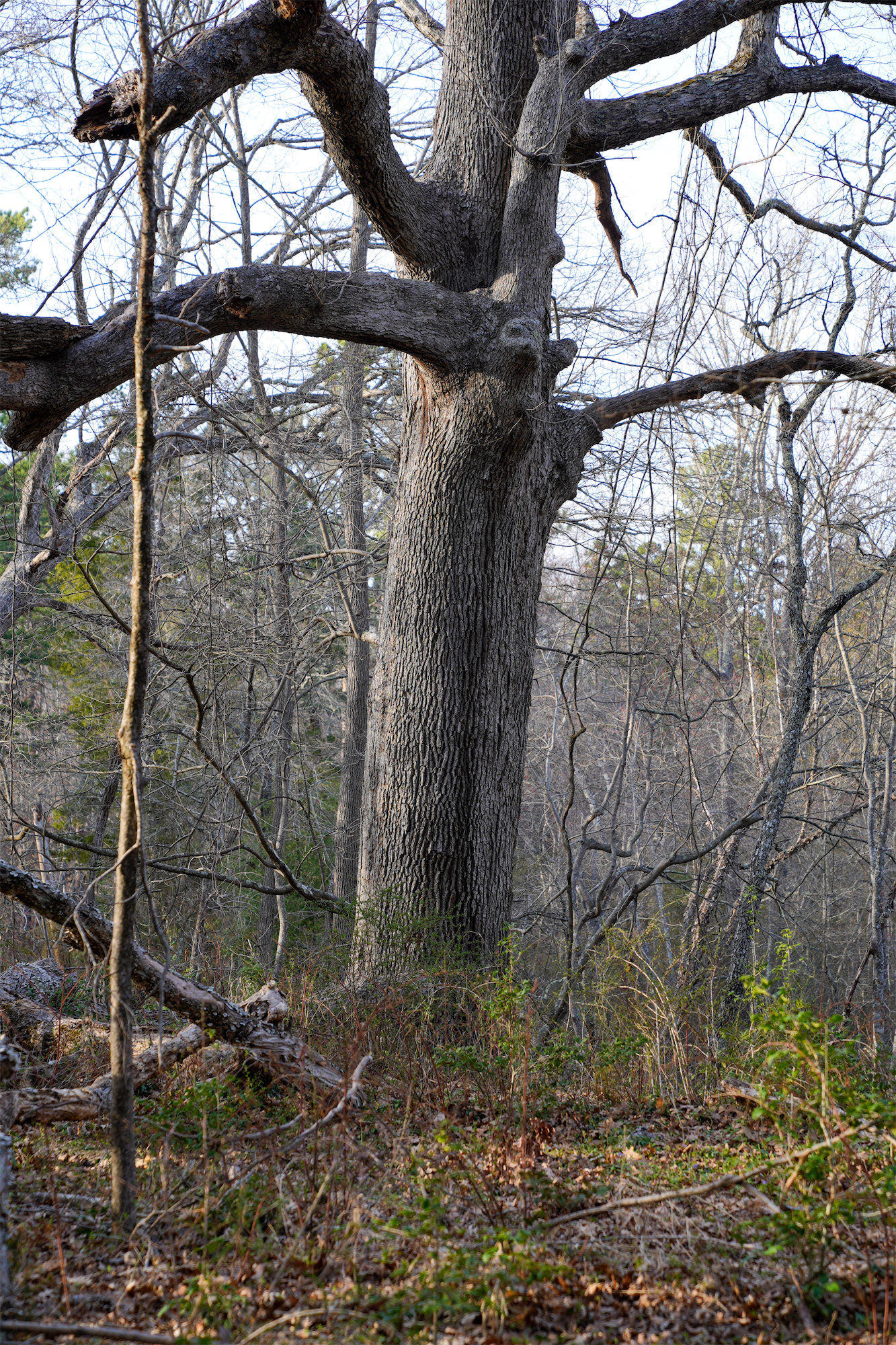 Oak_DSC1009.jpg