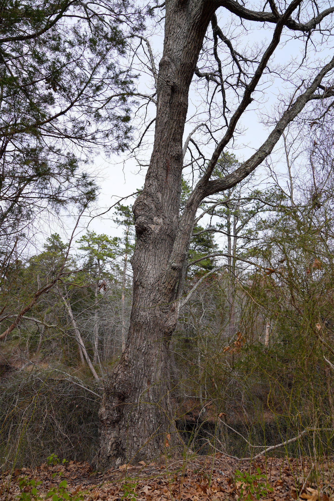 Oak_DSC1090.jpg
