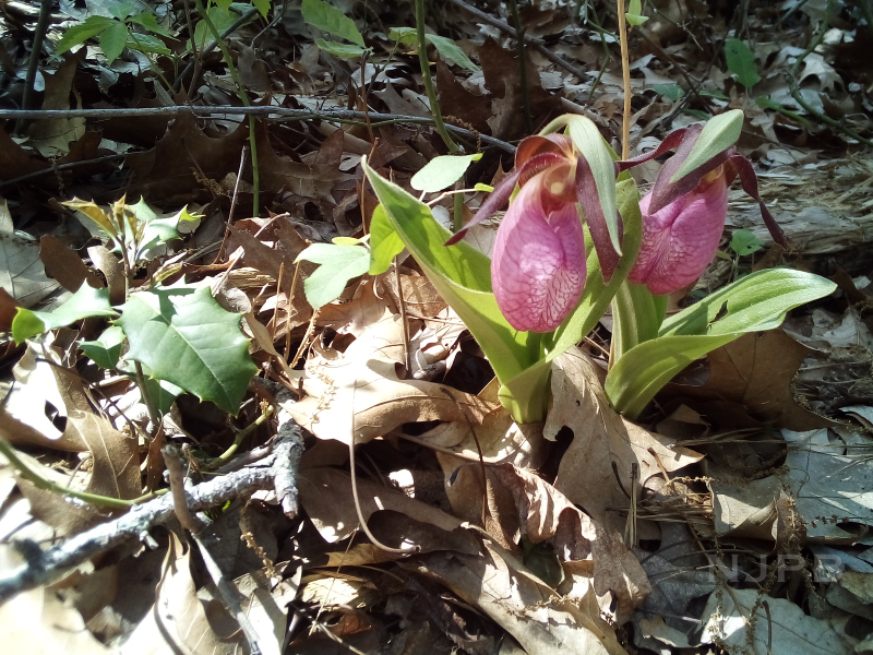 Pair of Lady Slippers_2023_05_10.png