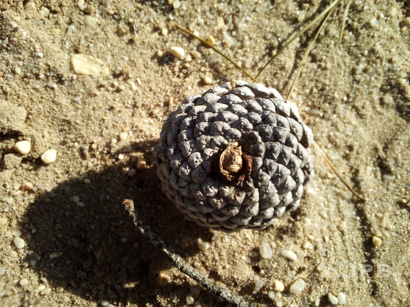 Parker Preserve yellow_pine cone_2023_02_11.png